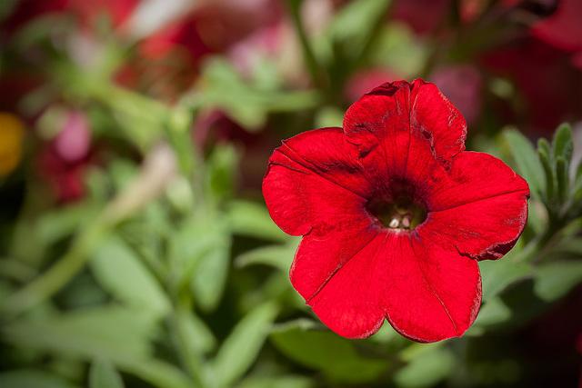 Gleaming Red Petunia with Satin Petals