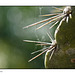 Cactus Spines in Bokeh