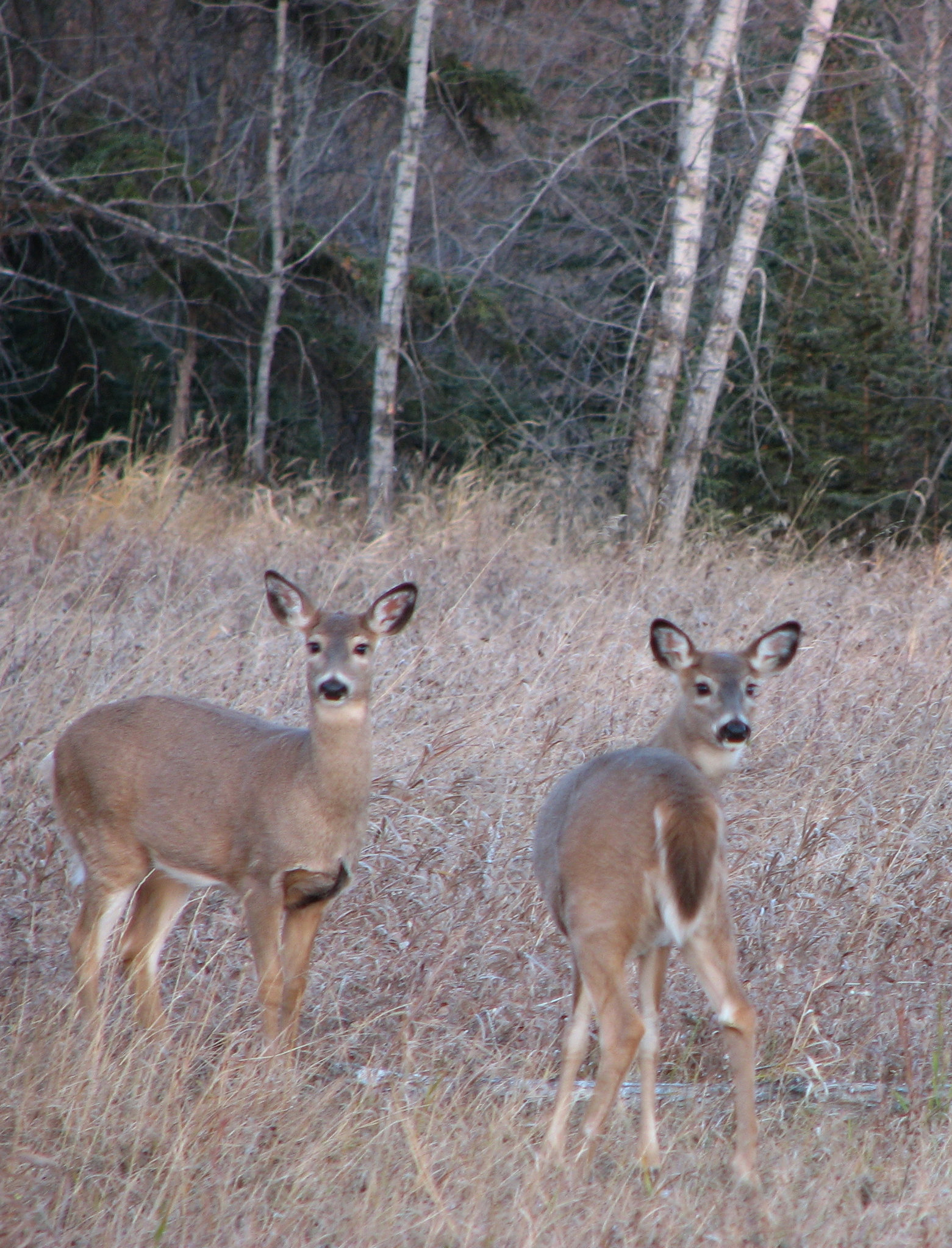 White-tailed Deer