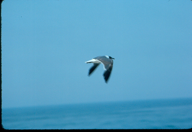 A Week In Nags Head, 1977