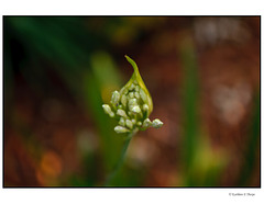 Lily of the Nile Buds with Bokeh