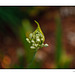 Lily of the Nile Buds with Bokeh