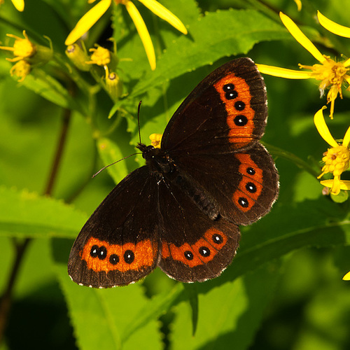 Erebia ligea auf Senecio  spec. - 2011-07-11-_DSC0810