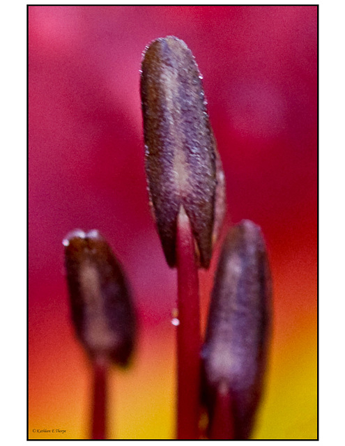 Day Lily Stamen