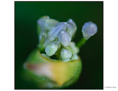 Lily of the Nile Buds