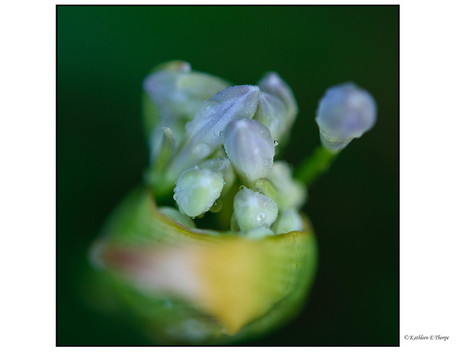 Lily of the Nile Buds