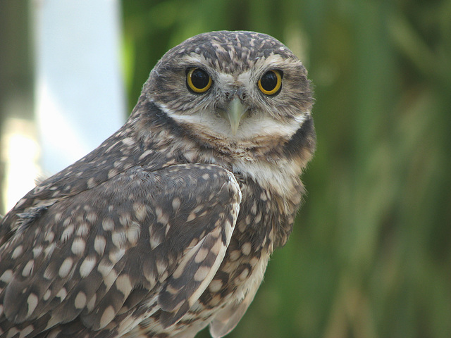 Burrowing Owl