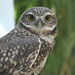 Burrowing Owl