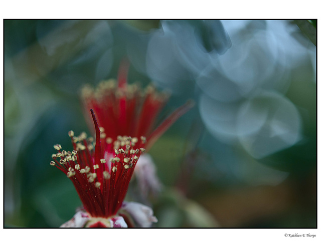 Guava Tree Blossoms and Bokeh