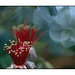 Guava Tree Blossoms and Bokeh