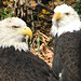 Bald Eagles