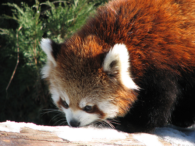 Red Panda