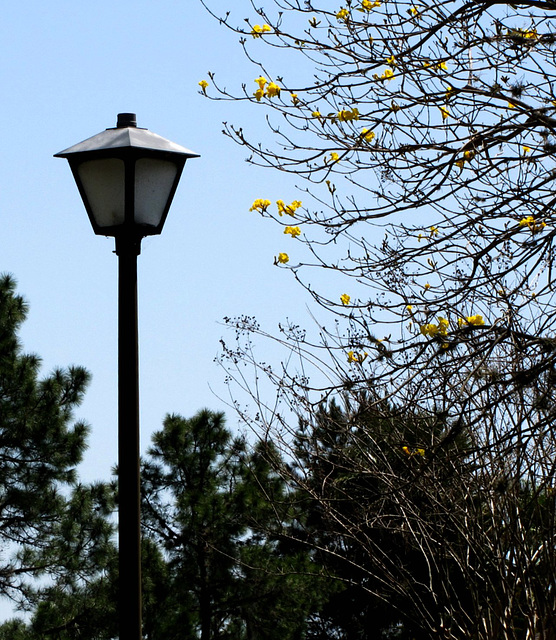 Yellow on a canvas of blue ...