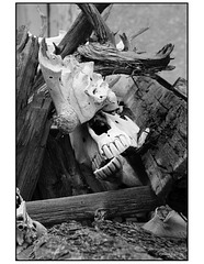 Horse skull in woodpile