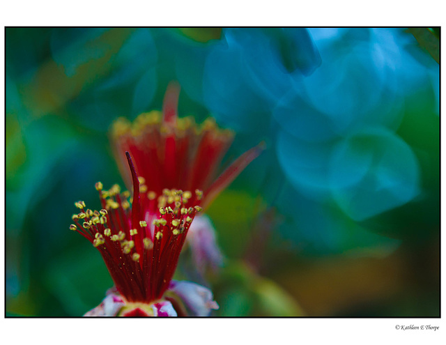 Guava Tree Blossoms in Toxic Colors