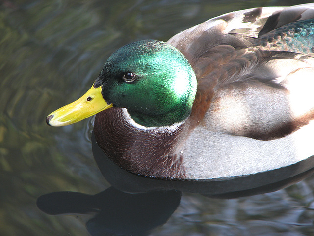 Mallard