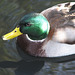 Mallard