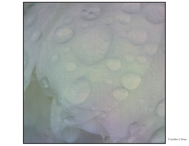 Gardenia with Rainbow Trout Flypaper Texture