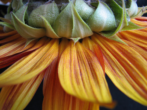 Yellow Sunflower