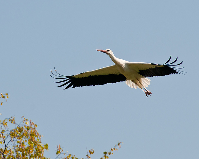 Weiss-Storch - 2011-04-16-_DSC6352