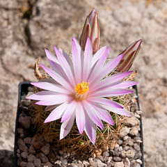 Mammillaria napina - 2011-04-10-_DSC6241