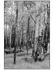 Bandelier National Monument in black and white