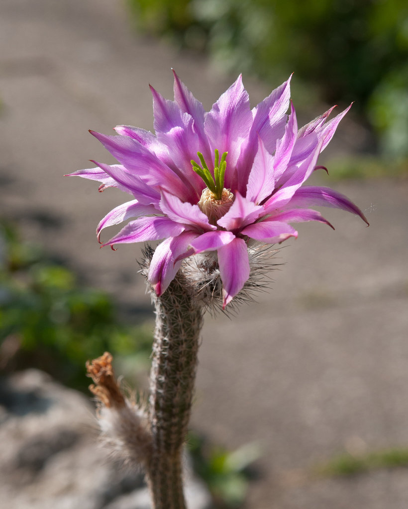 Echinocereus poselgeri - 2011-04-16-_DSC6372