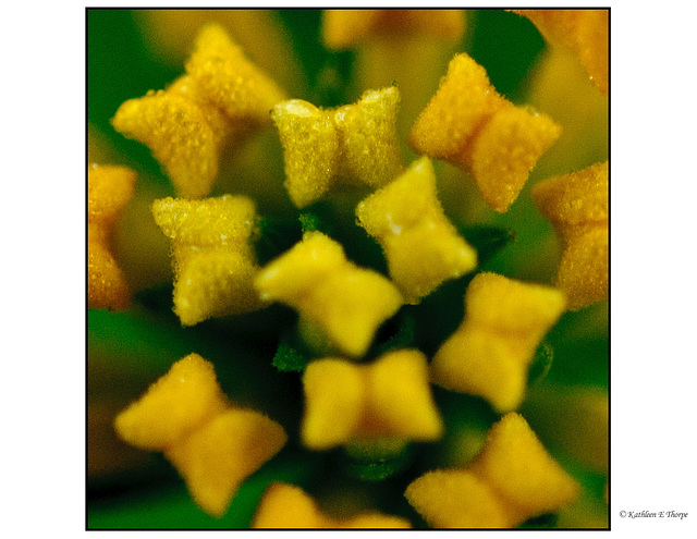 Lantana Close-up