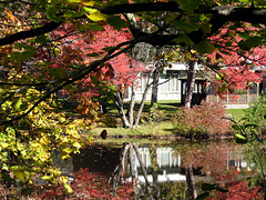 Autumn Reflected