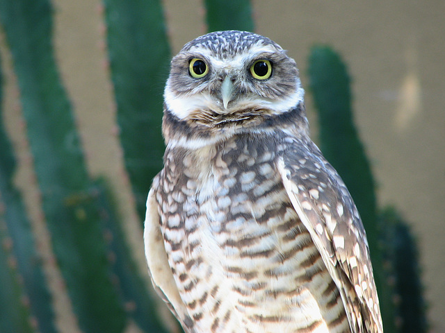 Burrowing Owl