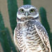 Burrowing Owl