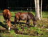 watering hole