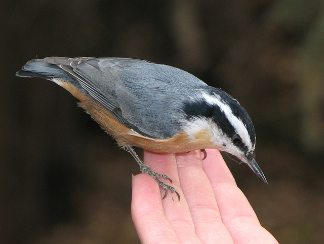 Red-breasted Nuthatch