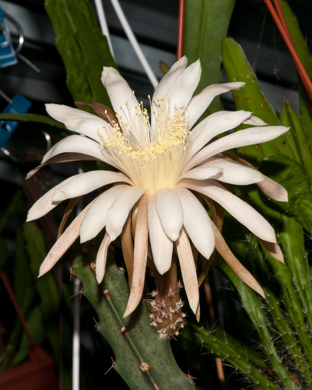 Peniocereus cuixmalensis - 2010-07-12-_DSC1886