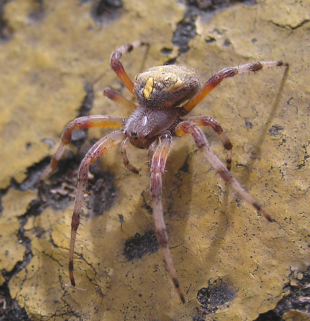 Barn Orb Weaver