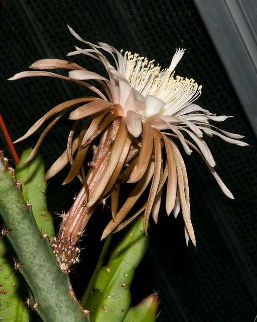 Peniocereus cuixmalensis - 2010-07-12-_DSC1885