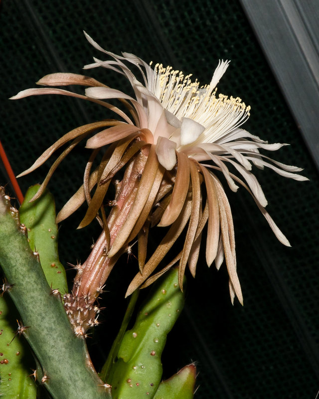 Peniocereus cuixmalensis - 2010-07-12-_DSC1885