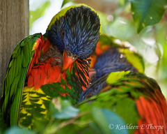 Lorikeet Preening