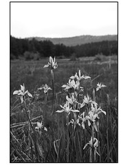 Rio Guadalupe headwaters iris field in black and white