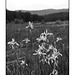 Rio Guadalupe headwaters iris field in black and white