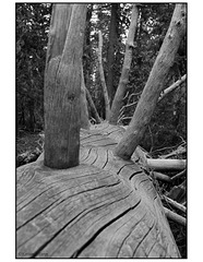 Cibola National Forest Sandia Mountains in black and white