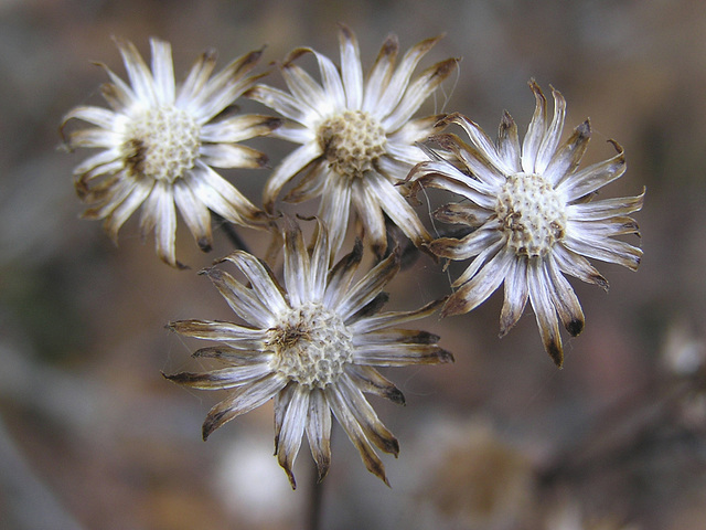 Receptacle beauty