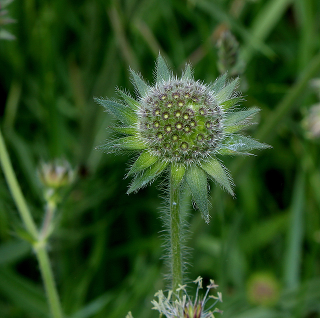 Knautia arvensis (3)