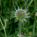 Knautia arvensis (3)