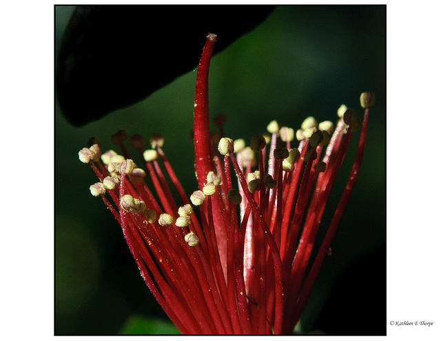 Guava Flower Macro