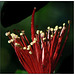 Guava Flower Macro