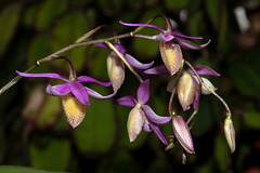 Barkeria naevosa - 2012-02-10-_DSC6070