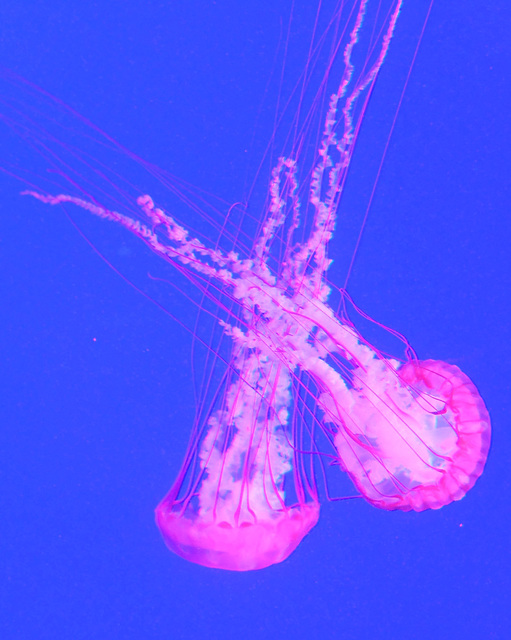 Pacific Sea Nettle (6) - 21 October 2014