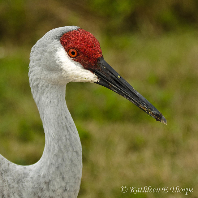 Sandhill Crane Headshot