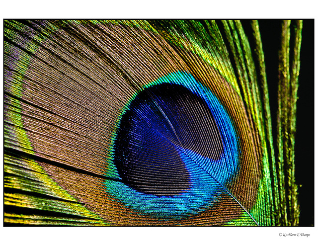 Peacock Feather